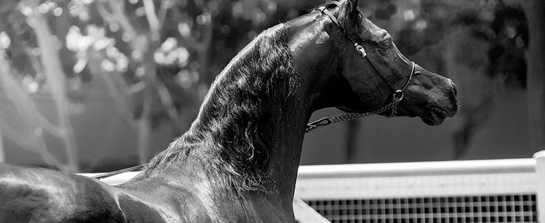 The History of Horses in Qatar The History of Horses in Qatar
