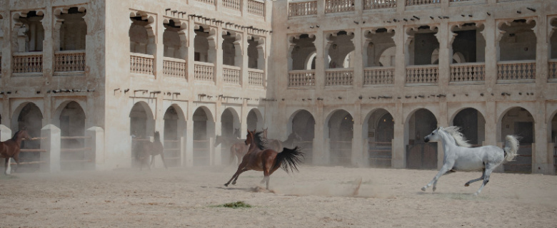 The History of Horses in Qatar: A Journey to Al Shaqab