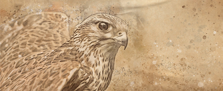Falcons and Falconry Lecture Falcons and Falconry Lecture